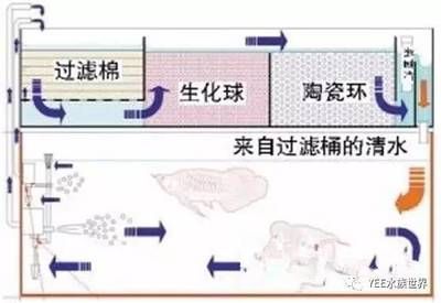 光合細菌在魚缸生態系統中的作用：光合細菌在魚缸中的作用與分類與特性