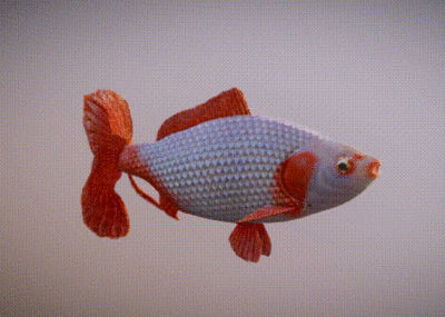 紅鯉魚的養護技巧：紅鯉魚養護技巧 紅鯉魚的養護技巧：紅鯉魚養護技巧 魚缸百科 第1張