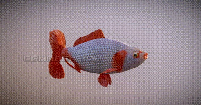 紅鯉魚的養護技巧：紅鯉魚養護技巧 紅鯉魚的養護技巧：紅鯉魚養護技巧 魚缸百科 第2張