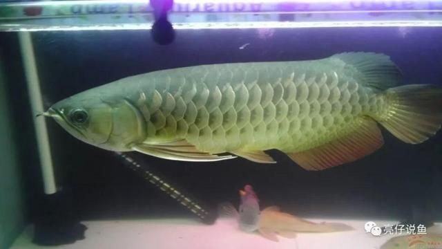 龍魚什么品種最貴最好看：世界上最貴的龍魚是什么魚？