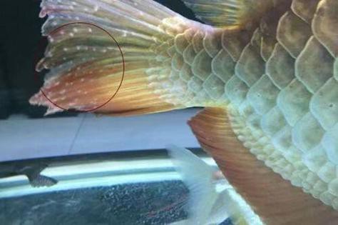 金龍魚眼睛有白點(diǎn)怎么回事兒圖片
