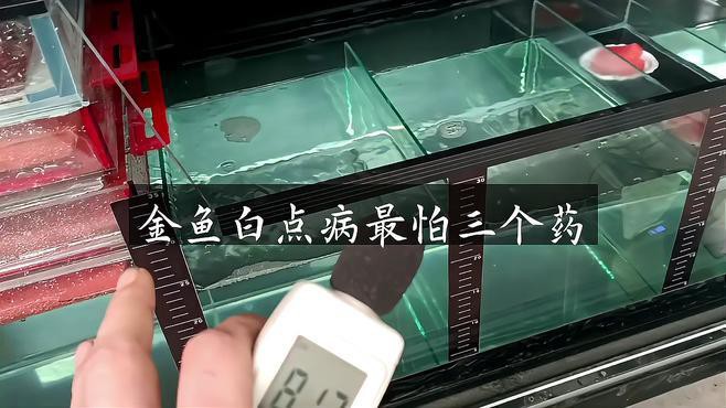 金龍魚眼睛有白點(diǎn)怎么回事兒圖片