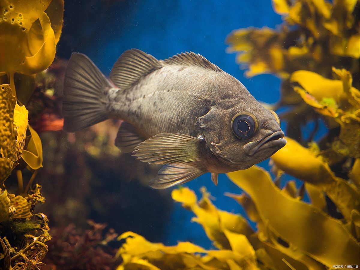 金龍魚眼睛有白點(diǎn)怎么回事兒圖片