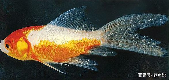 金龍魚眼睛有白點(diǎn)怎么回事兒圖片