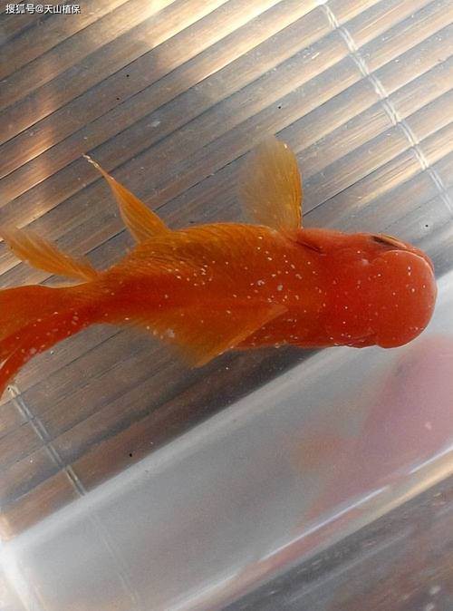 金龍魚眼睛有白點(diǎn)怎么回事兒圖片