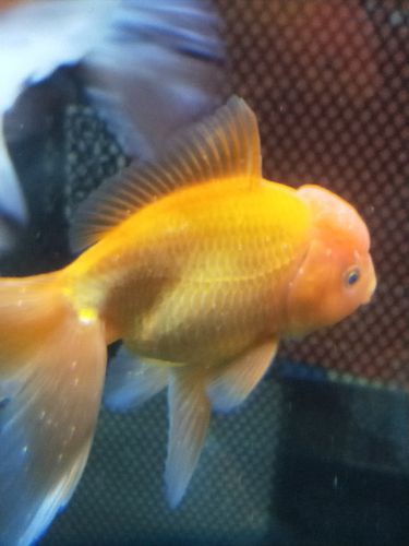 金龍魚眼睛有白點(diǎn)怎么回事兒圖片