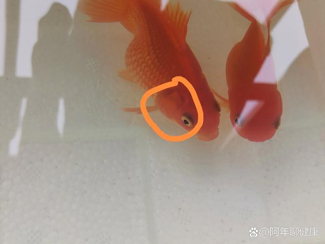 金龍魚眼睛有白點(diǎn)怎么回事兒圖片