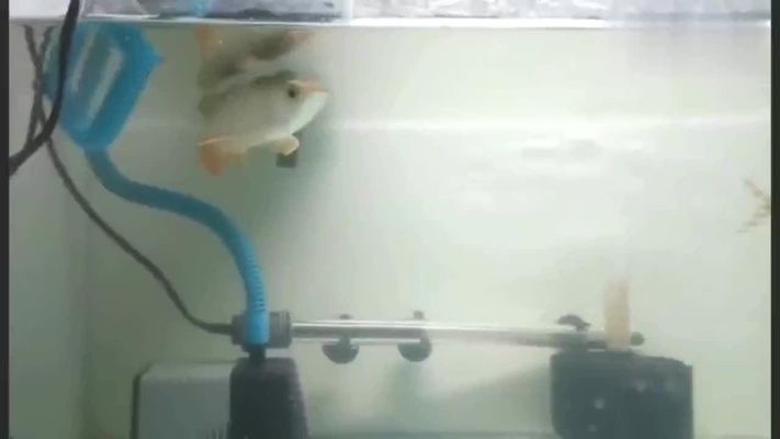 龍魚配飛鳳魚好嗎：龍魚配飛鳳魚好嗎龍魚配飛鳳魚好嗎
