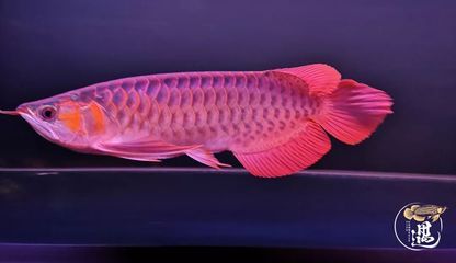 龍魚可以吃海蝦嗎？：龍魚可以吃海蝦嗎龍魚吃海蝦需要注意什么事項