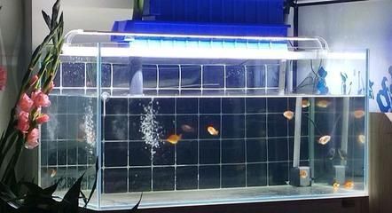 魚缸水質監測頻率建議：關于魚缸水質檢測的建議