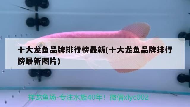 龍魚魚缸排行榜最新：龍魚魚缸品牌排行榜