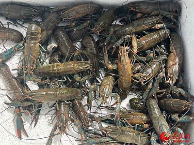 凍魚喂小龍蝦：凍魚可以作為小龍蝦的飼料嗎？