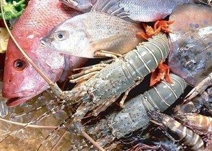 凍魚喂小龍蝦：凍魚可以作為小龍蝦的飼料嗎？