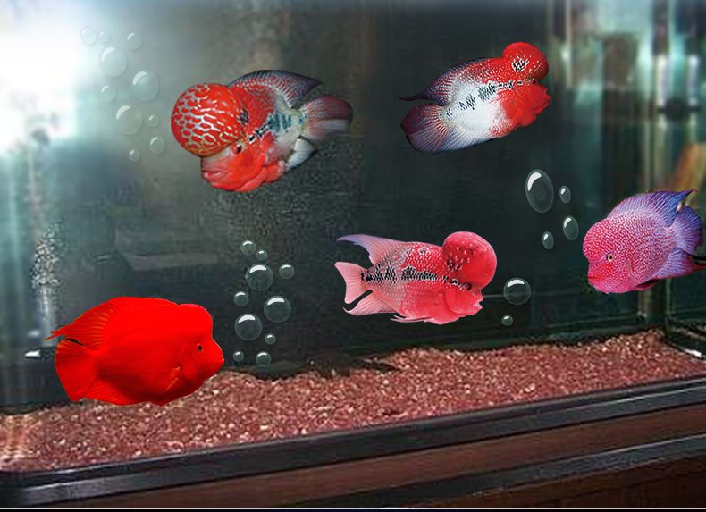 紅色陶瓷沙魚缸底砂的選擇:紅色的魚缸底砂是一種用于裝飾魚缸底砂的材料與選擇 魚缸百科 第1張 紅色陶瓷沙魚缸底砂的選擇:紅色的魚缸底砂是一種用于裝飾魚缸底砂的材料與選擇 紅色陶瓷沙魚缸底砂的選擇:紅色的魚缸底砂是一種用于裝飾魚缸底砂的材料與選擇 魚缸百科 第1張