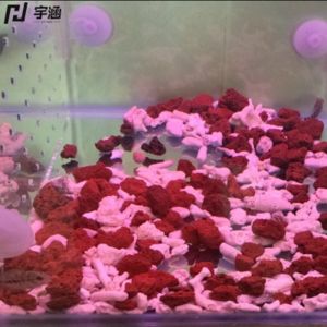 紅色陶瓷沙魚缸底砂的選擇:紅色的魚缸底砂是一種用于裝飾魚缸底砂的材料與選擇 魚缸百科 第3張 紅色陶瓷沙魚缸底砂的選擇:紅色的魚缸底砂是一種用于裝飾魚缸底砂的材料與選擇 紅色陶瓷沙魚缸底砂的選擇:紅色的魚缸底砂是一種用于裝飾魚缸底砂的材料與選擇 魚缸百科 第3張