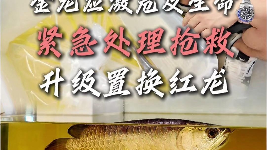 龍魚應激后如何恢復