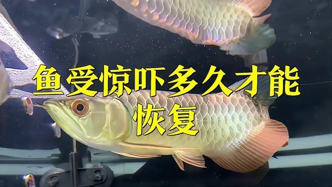 龍魚應激后如何恢復