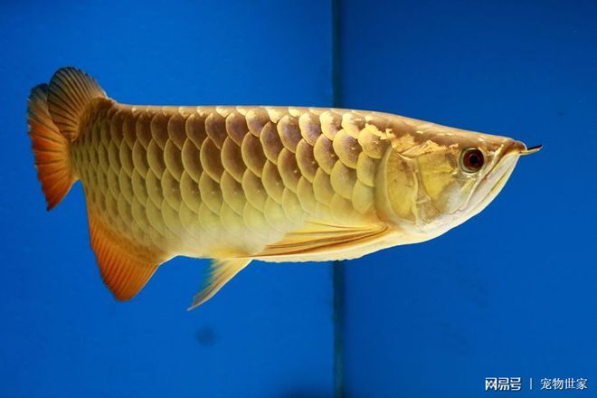 金龍魚青龍：金龍魚和青龍魚有什么區別？ 金龍魚青龍：金龍魚和青龍魚有什么區別？ 龍魚百科 第3張