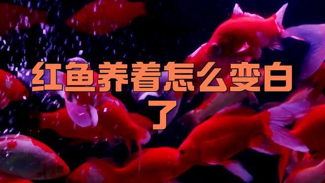 紅龍魚變白什么原因啊視頻解說