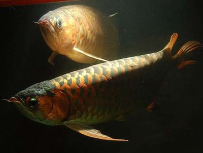 如何預防金龍魚掉眼：金龍魚掉眼的原因和預防金龍魚掉眼的原因和治療方法