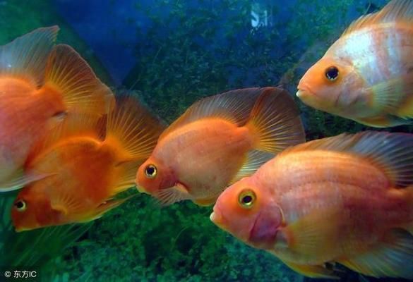 如何搭配混養其他魚類，混養魚類需要綜合考慮多種因素確保不同種類的魚能夠和諧共處
