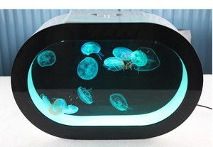水母魚缸用什么好：水母魚缸如何選擇 水母魚缸用什么好：水母魚缸如何選擇 魚缸百科 第5張