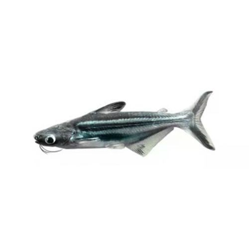 龍魚可以和藍鯊混養嗎圖片大全 龍魚可以和藍鯊混養嗎圖片大全 龍魚百科 第16張