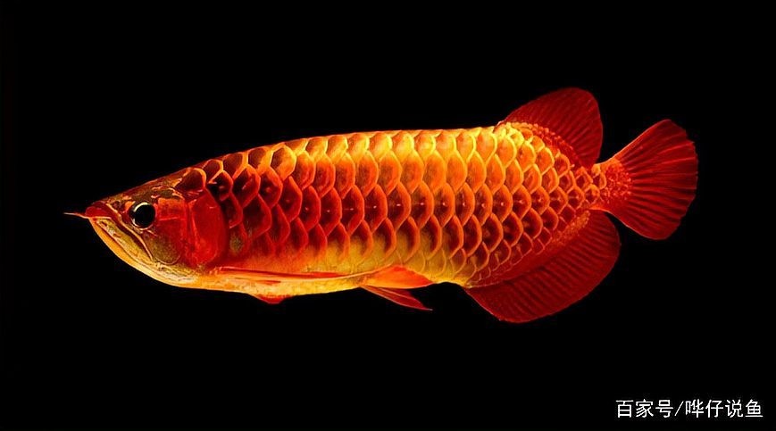 龍魚可以和藍鯊混養嗎圖片大全 龍魚可以和藍鯊混養嗎圖片大全 龍魚百科 第33張