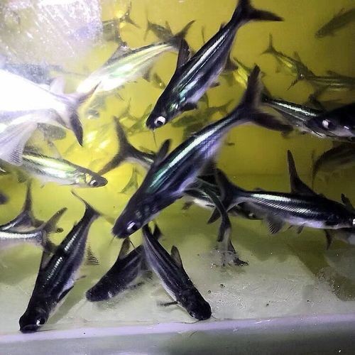 龍魚可以和藍鯊混養嗎圖片大全 龍魚可以和藍鯊混養嗎圖片大全 龍魚百科 第22張