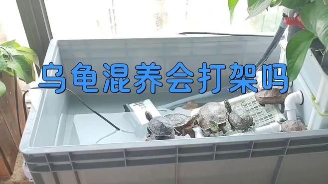 龍魚可以和藍鯊混養嗎圖片大全 龍魚可以和藍鯊混養嗎圖片大全 龍魚百科 第25張