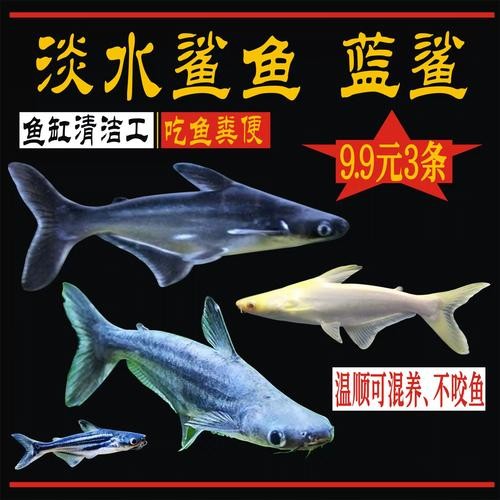 龍魚可以和藍鯊混養嗎圖片大全 龍魚可以和藍鯊混養嗎圖片大全 龍魚百科 第18張