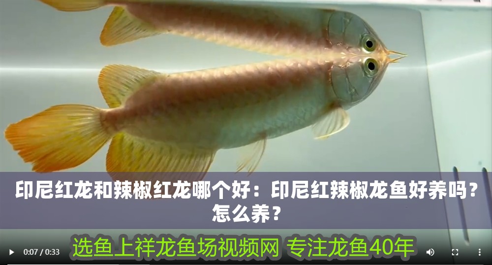 印尼紅龍和辣椒紅龍哪個(gè)好：印尼紅辣椒龍魚好養(yǎng)嗎？怎么養(yǎng)？