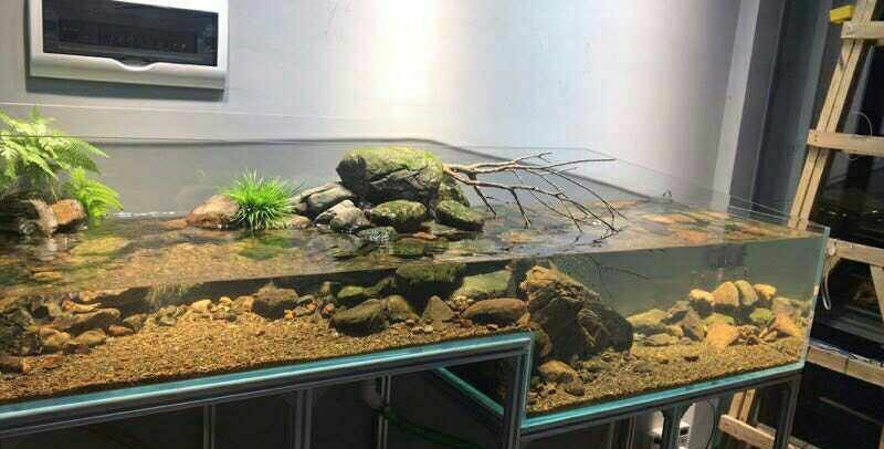 一米魚(yú)缸布景效果圖：一米長(zhǎng)的魚(yú)缸布景效果圖詳細(xì)步驟和注意事項(xiàng)和注意事項(xiàng)