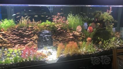 龍魚缸改草缸教程：龍魚缸改草缸教程詳情