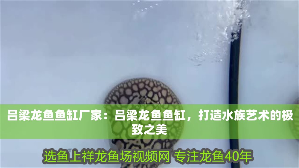 呂梁龍魚魚缸廠家：呂梁龍魚魚缸，打造水族藝術的極致之美 呂梁龍魚魚缸廠家：呂梁龍魚魚缸，打造水族藝術的極致之美 魚缸百科 第1張