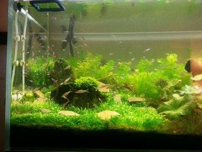 魚缸長青苔的處理方法：淡水魚缸長青苔處理方法