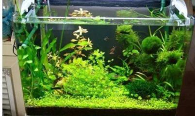 魚缸長青苔的處理方法：淡水魚缸長青苔處理方法