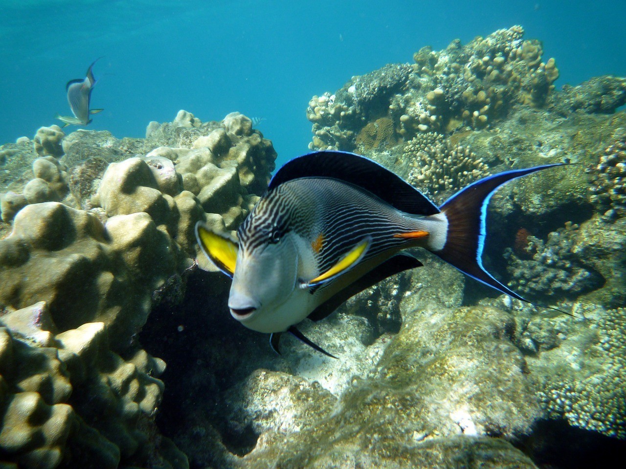 廈門市湖里區(qū)超欣鋒水族館 （廈門市湖里區(qū)超欣鋒水族館電話號碼）