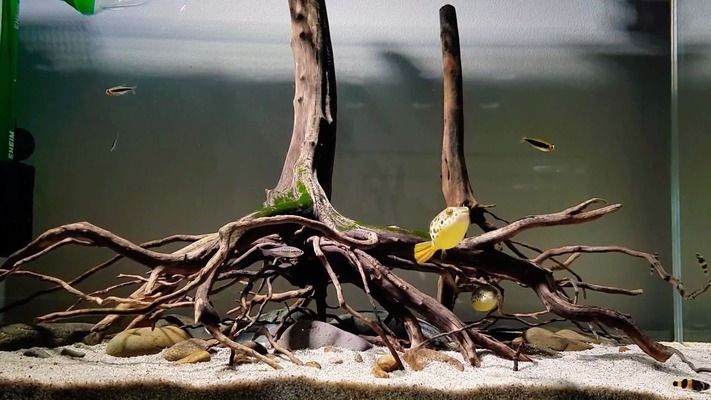 海豚魚缸迷你造景視頻：如何通過使用迷你魚缸和造景材料來創建一個模擬海豚生活的環境