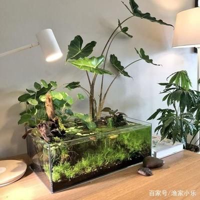 花盆改造成魚缸盆景過程包括堵住花盆底部的漏水孔和裝飾成盆景：花盆改造成魚缸盆景的過程