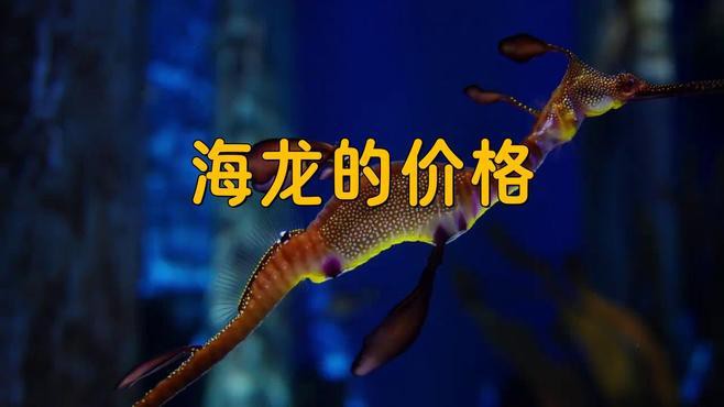 海龍干的價格差異大嗎？ 海龍干的價格差異大嗎？ 龍魚百科 第3張