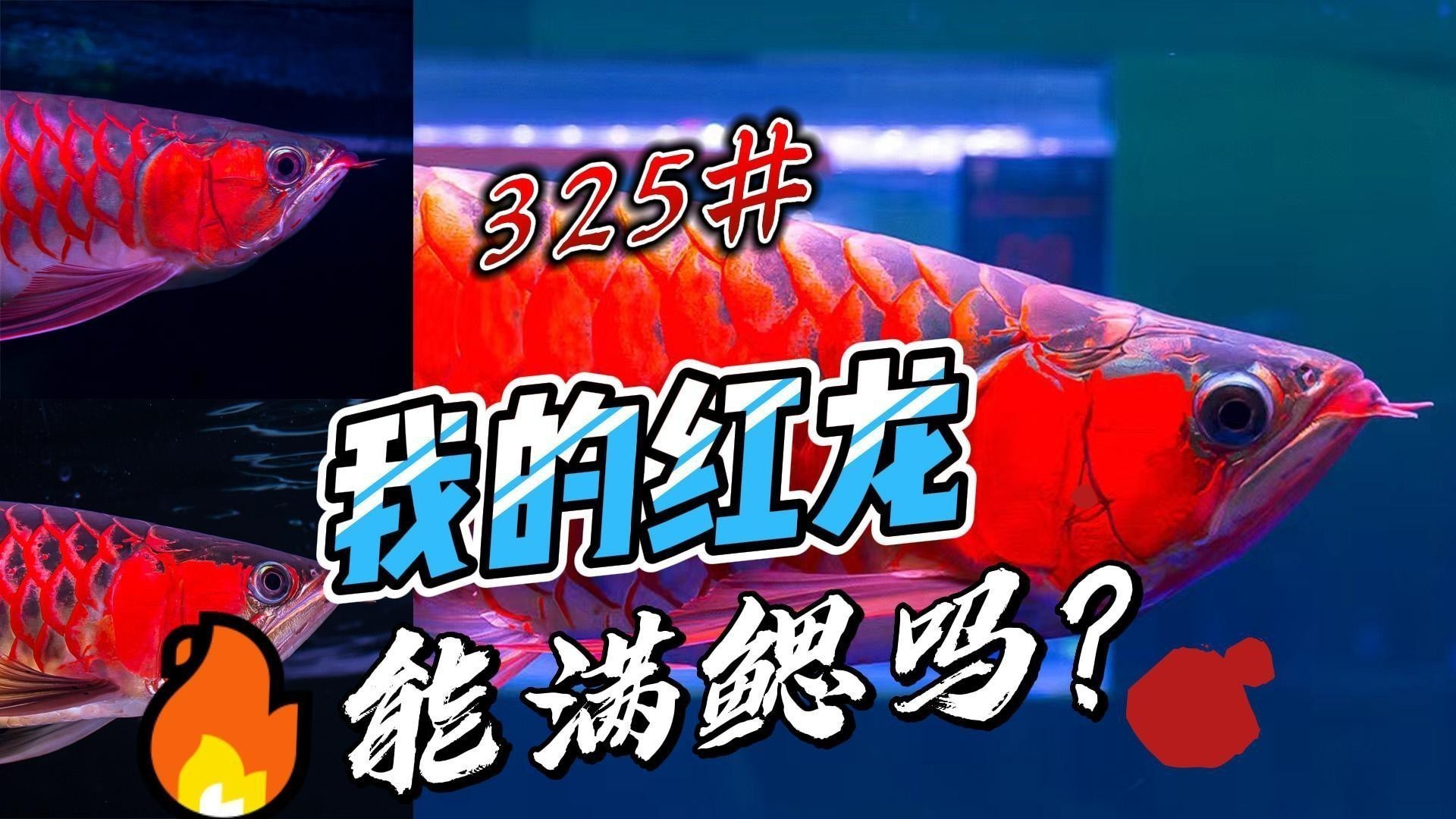 紅龍魚發色期間多久喂一次蝦