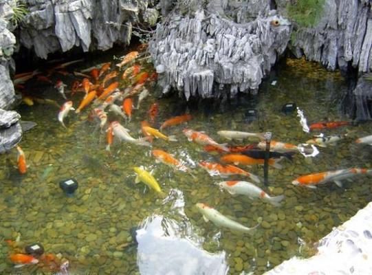 夢想魚缸：夢想魚缸的概念及其對個人心理健康的積極作用