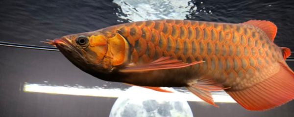 家里養的龍魚死了什么預兆（關于家里養的龍魚死亡可能預示的情況不同的資料解讀）