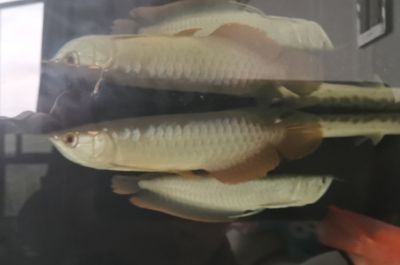 家里養的龍魚死了什么預兆（關于家里養的龍魚死亡可能預示的情況不同的資料解讀）