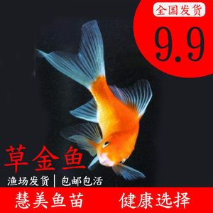 五十公分的紅龍魚幾天喂一次飼料：五十公分的紅龍魚喂食的頻率和原則 五十公分的紅龍魚幾天喂一次飼料：五十公分的紅龍魚喂食的頻率和原則 龍魚百科 第3張