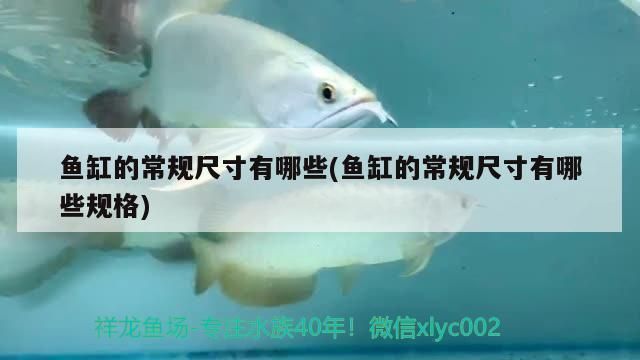 魚缸過濾器的安裝方法視頻（如何安裝魚缸過濾器）