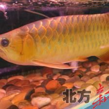 呼和浩特金龍魚加工廠電話地址（呼和浩特金龍魚加工廠）