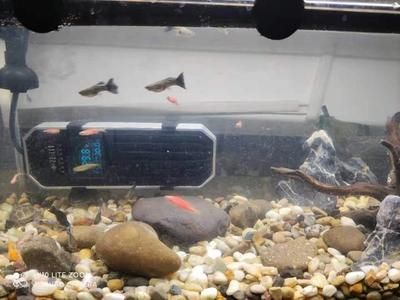 鵝卵石魚缸適合養什么魚（鵝卵石魚缸適合養殖什么魚）