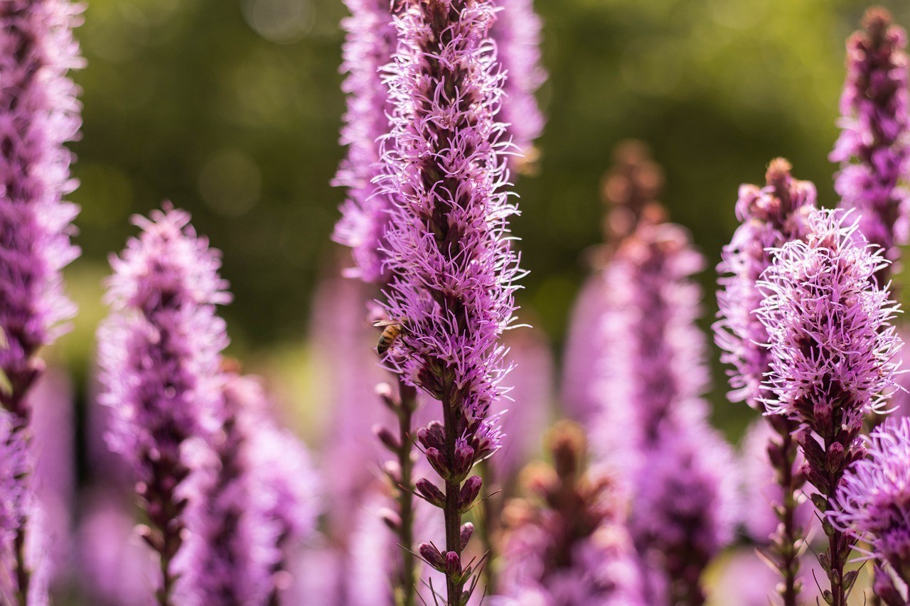 臺安縣綠之緣花卉店（臺安縣綠之緣花卉店地址） 臺安縣綠之緣花卉店（臺安縣綠之緣花卉店地址） 全國水族館企業(yè)名錄 第4張